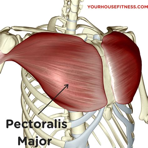 Pectoralis Major Clavicular