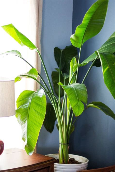 Five Houseplants Even I Haven’t Killed | Big indoor plants, Easy indoor ...