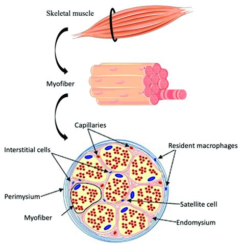 Skeletal Muscle Cell Structure