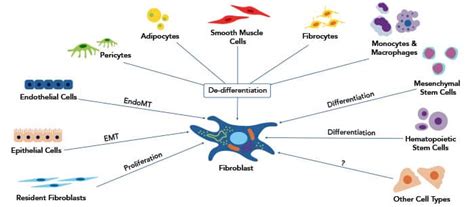 Fibroblast Cell Markers | Research Areas: Novus Biologicals