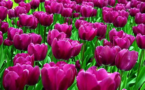 🔥 [40+] Purple Tulip Wallpapers | WallpaperSafari