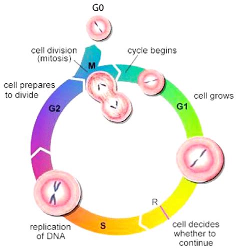 Phase G0 Cell Enters What