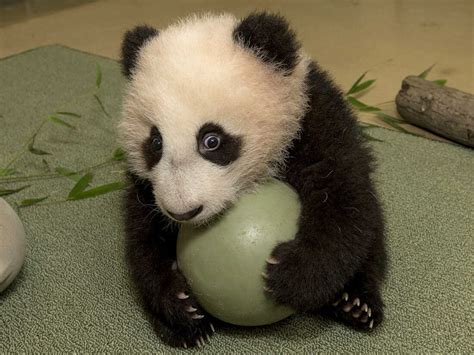 Agreed, Baby Pandas Are Cute. But Why? : The Two-Way : NPR