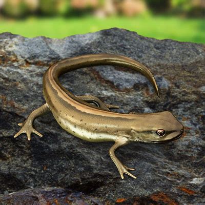 smooth newt lizards 3d model