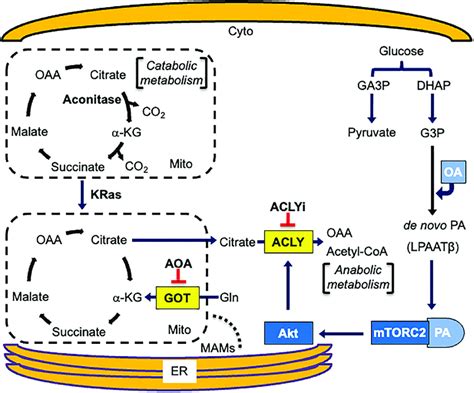 Anabolic and catabolic fates of citrate. Mitochondrial use of citrate ...