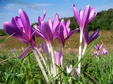 Colchicum autumnale - Autumn Crocus - In Bud & Bloom - Garden Plants