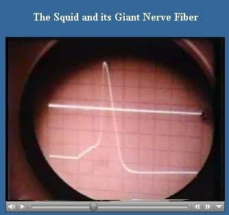 The Junction Potential: Good olden tyme science (now with Squid Axon ...