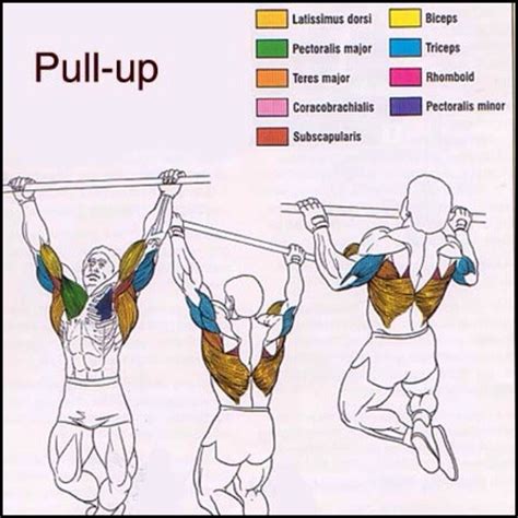 Pull-Up Muscles Worked With Diagram