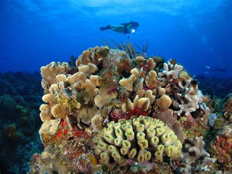 The 9 Best Caribbean Coral Reefs For Scuba Diving