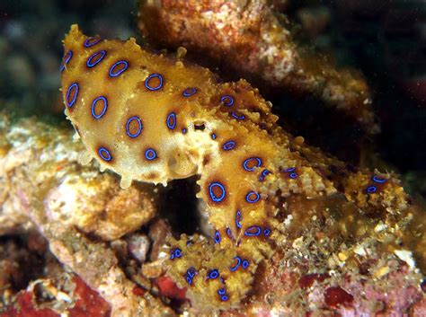 Baby Blue Ringed Octopus