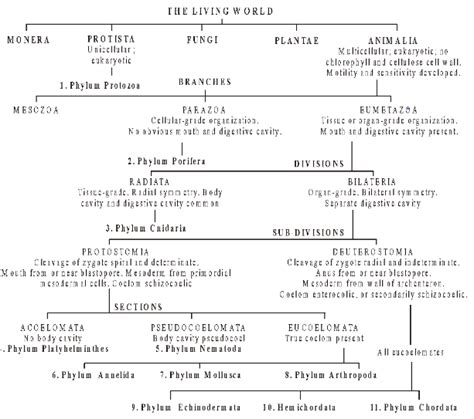 Kingdom Protista Classification Chart