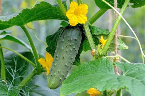 Growing Cucumbers Upside Down Inside - Grow My Own Health Food