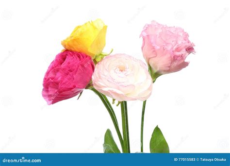 Bouquet of Persian Buttercup Stock Image - Image of vivid, present ...