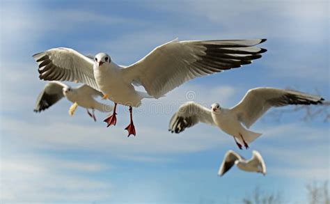 White And Grey Flying Bird Picture. Image: 88895431