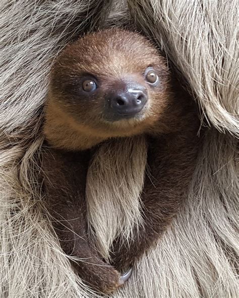 Baby sloth on display at Hilo zoo - West Hawaii Today