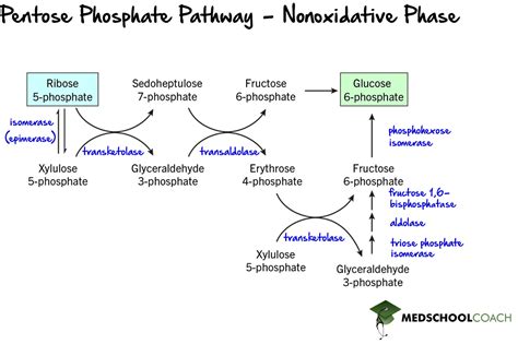 Pentose Phosphate Pathway – MCAT Biochemistry | MedSchoolCoach