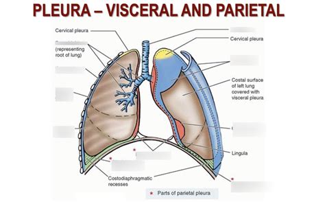 visceral and parietal pleura -- 3.2 Diagram | Quizlet