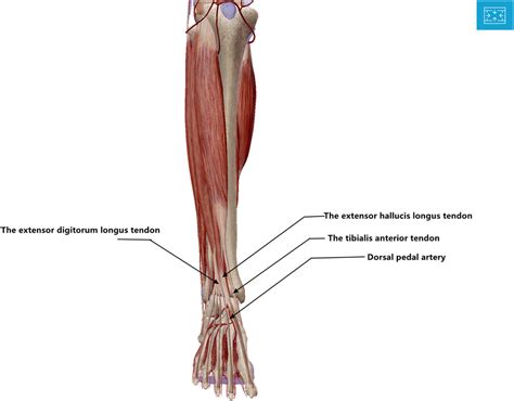 Extensor Hallucis Longus And Extensor Digitorum Longus | The Best Porn ...