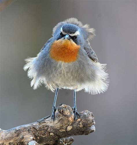 Cape Robin-chat (Dessonornis caffer) on a cold day in South Africa by ...