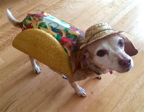 Taco Cat : Amazon.com: Taco Dog Pet Costume (X-Small) | Pet costumes ...