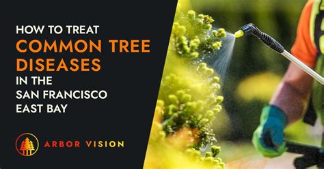 Treating Common Tree Diseases in the San Francisco East Bay Region