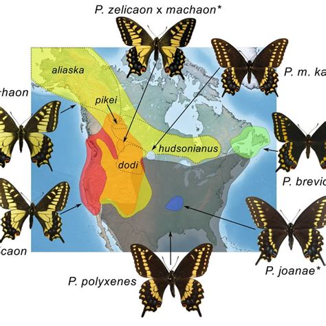 Generalized range map of current distributions of the Papilio machaon ...