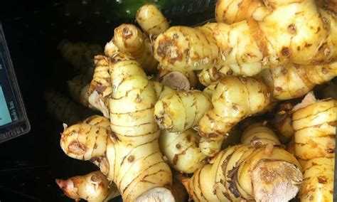 Galangal Plant Care: Growing Ginger's Cousin - Epic Gardening