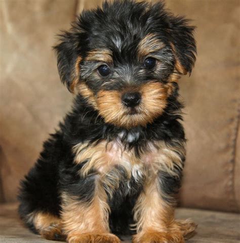 Yorkie Toy Poodle Mix Black – Wow Blog