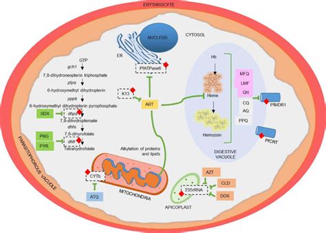 Major antimalarial drugs and their tolerance. (A) Hemozoin formation in ...