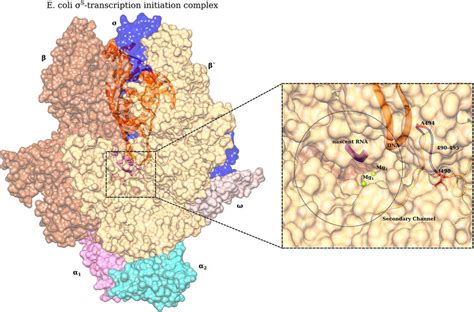 Structural representation of E. coli RNA polymerase holoenzyme (PDB ...