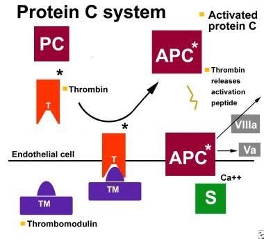 Protéine S; cofactor protein s; protein s, cofactor; protein s, vitamin ...