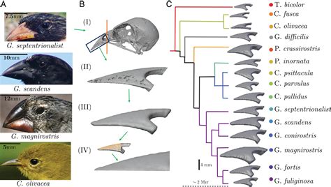 Darwins Finches Adaptive Radiation