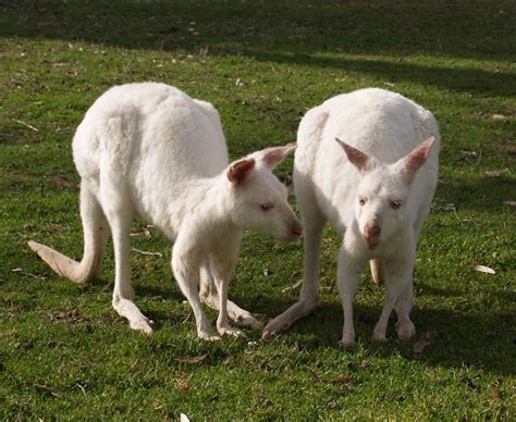 White Kangaroos in Bordertown (Australia) - Travellerspoint Travel ...