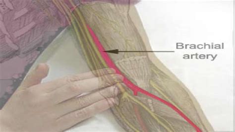 Brachial Artery and Deep Brachial Artery - Location, Pulse, Function