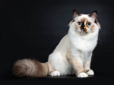 29 Cat Breeds With Blue Eyes [With Images] - Cat-World