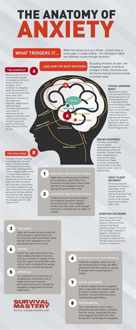 The Anatomy of Anxiety - Infographic - Media Chomp