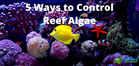 5 Ways to Control Algae in Reef Aquariums – Fishkeeping Forever