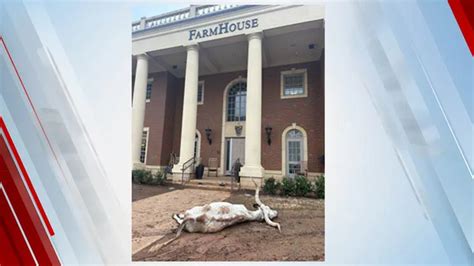 Dead Longhorn Found In Front Of Oklahoma State Fraternity House