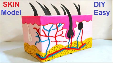 Homemade 3D Skin Model Project