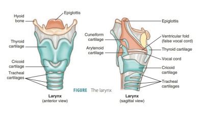 Thyroid Cartilage Model