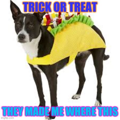 Taco dog - Imgflip