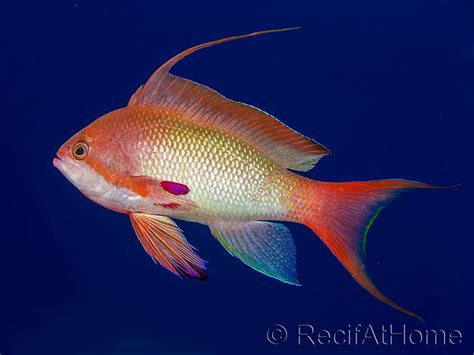 Pseudanthias squamipinnis male - VPC RecifAtHome