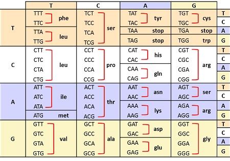 Is it possible to determine the DNA sequence from the amino acid ...