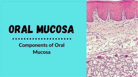 Lip Mucosa Histology | Sitelip.org