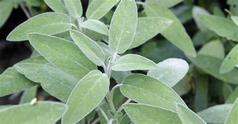 How to Plant and Grow Common Sage (Salvia officinalis)