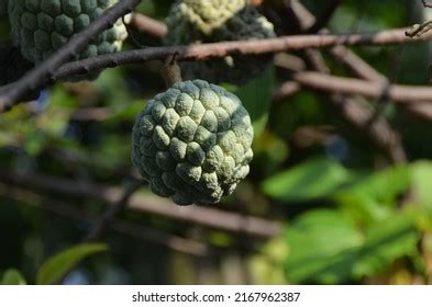 Indonesia Known Srikaya Fruit Stock Photo 2167962387 | Shutterstock