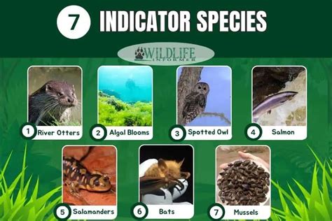 What is an Indicator Species? (7 Examples) - Wildlife Informer