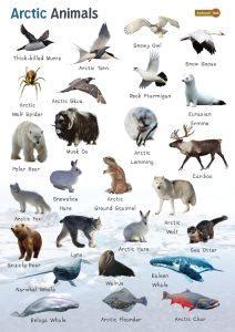 Arctic Animals: List And Facts with Pictures