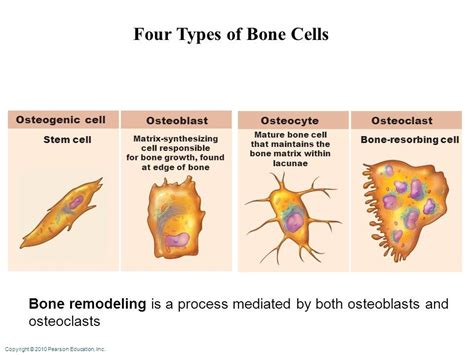 Pin by Dr. G Hassan on Bone | Osteoclast, Osteoblast, Stem cells