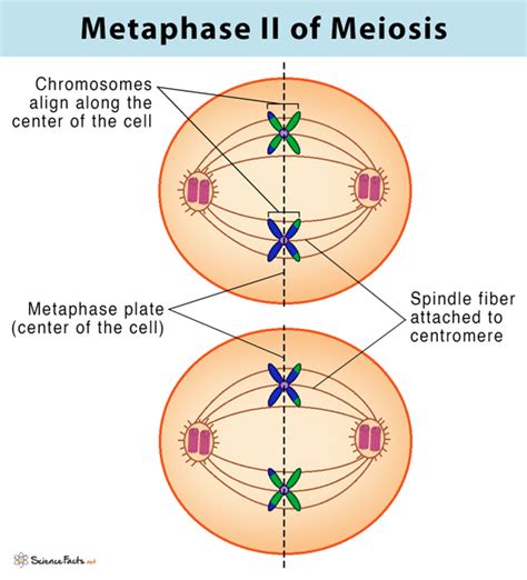 Telophase 2 Diagram